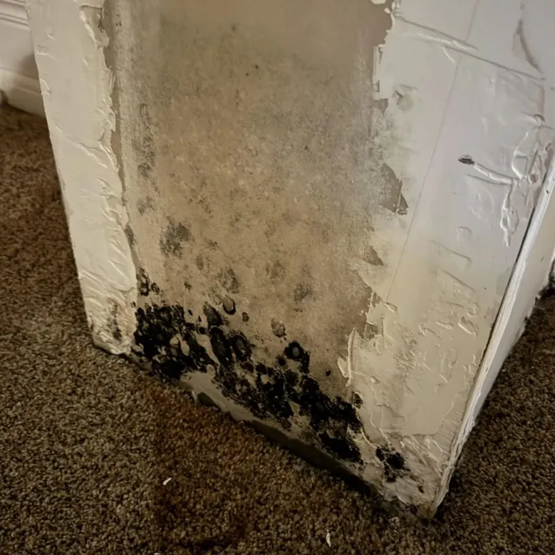 Professional Mold Removal in Colton, CA